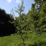 Arkansas Black Apple Jimmie Durham (* 1940)