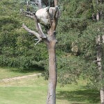 Idee di Pietra (Penone Baum)